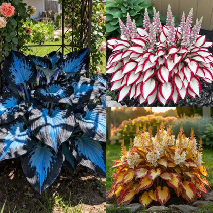 🔥Premium Rare Hosta Seeds🌿Shade-Tolerant Plant