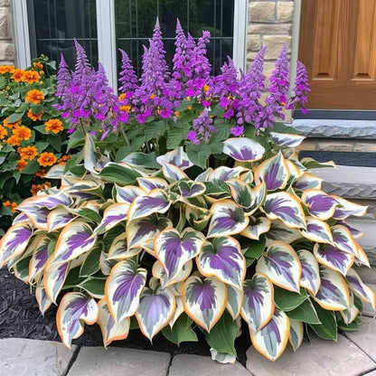 🔥Premium Rare Hosta Seeds🌿Shade-Tolerant Plant